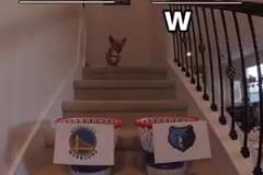 小狗投籃預(yù)測(cè)勇士灰熊附加賽結(jié)果：勇士勝！