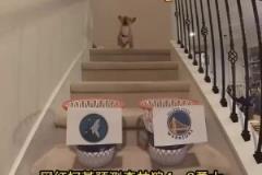 搶七決戰(zhàn)？網(wǎng)紅柯基預(yù)測(cè)系列賽走向：森林狼4比3戰(zhàn)勝勇士！